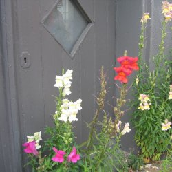 Lvemund <br>'Mix' <br><i>Antirrhinum majus </i>