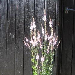 Torskemund, Purpur- <br>'Mix' <br><i>Linaria purpurea</i>