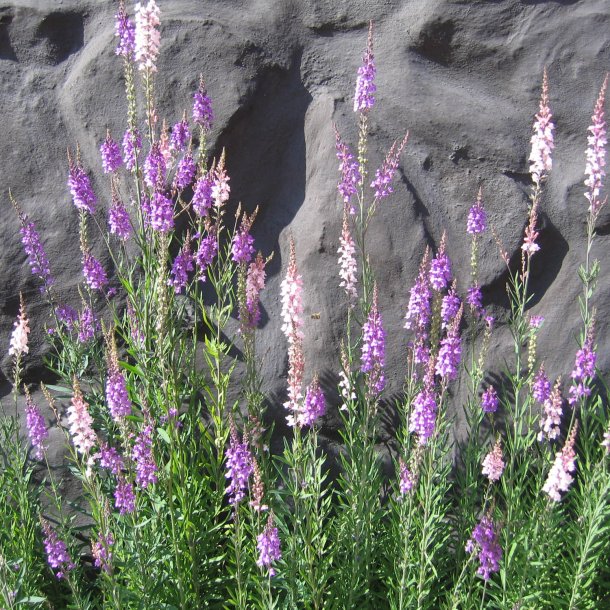 Torskemund, Purpur- <br>'Mix' <br><i>Linaria purpurea</i>
