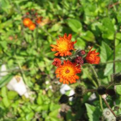 Hgeurt, Pomerans- <br><i>Hieracium aurantiacum/Pilosella a.</i>