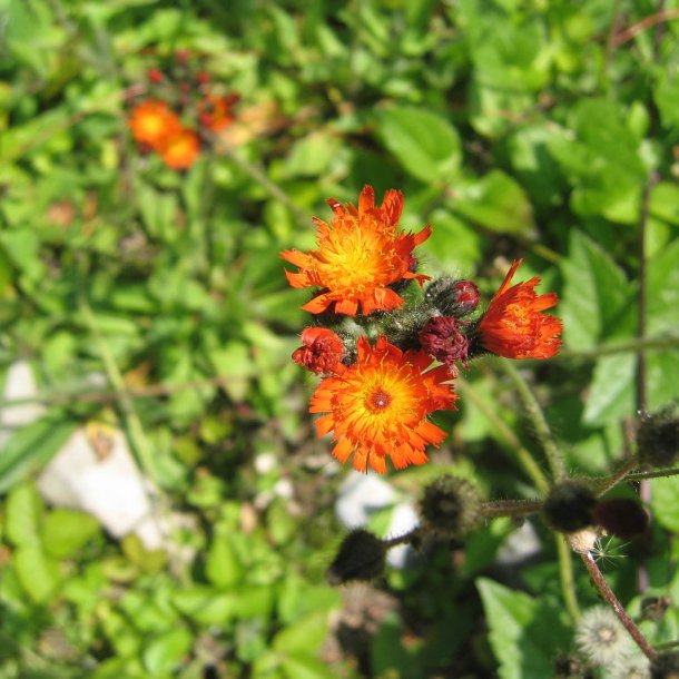 Hgeurt, Pomerans- <br><i>Hieracium aurantiacum/Pilosella a.</i>