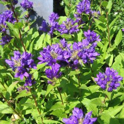 Ngleklokke <br>'Superba' <br><i>Campanula glomerata</i>