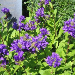 Ngleklokke <br>'Superba' <br><i>Campanula glomerata</i>