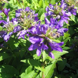 Ngleklokke <br>'Superba' <br><i>Campanula glomerata</i>