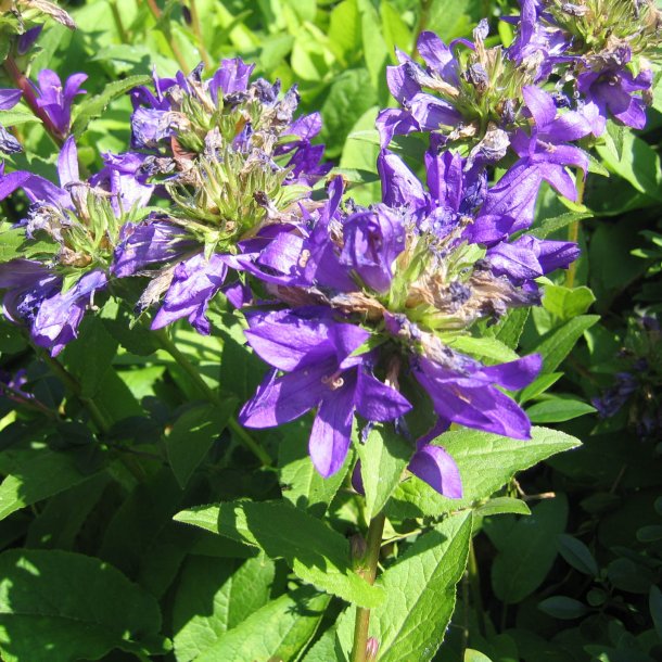 Ngleklokke <br>'Superba' <br><i>Campanula glomerata</i>