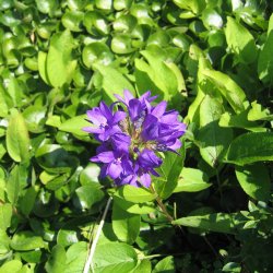 Ngleklokke <br>'Superba' <br><i>Campanula glomerata</i>