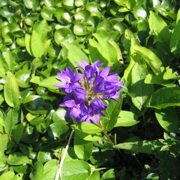 Ngleklokke <br>'Superba' <br><i>Campanula glomerata</i>