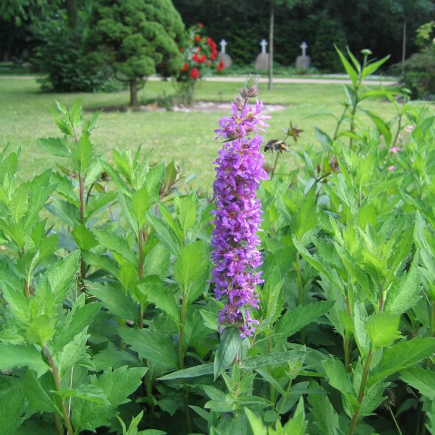Kattehale <br><i>Lythrum salicaria </i><br><br>
