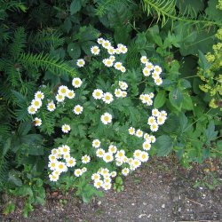 Matrem <br><i>Tanacetum parthenium </i><br><br>