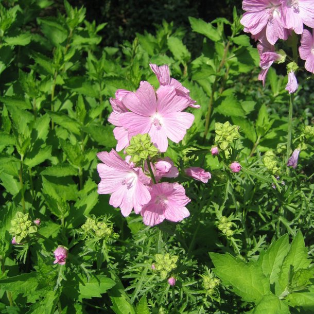 Katost, Moskus-, <br>'Pink Perfection' <br><i>Malva moschata</i>