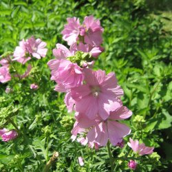 Katost, Moskus-, <br>'Pink Perfection' <br><i>Malva moschata</i>