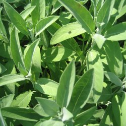 Salvie, <br>krydderurt <br><i>Salvia officinalis </i>