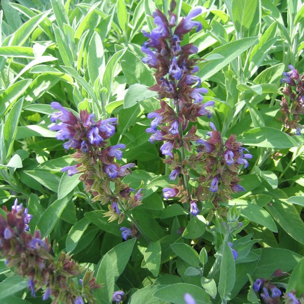 Salvie, <br>krydderurt <br><i>Salvia officinalis </i>