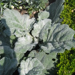 Salvie, Slv- <br>'Artemis'<br><i>Salvia Argentea </i>