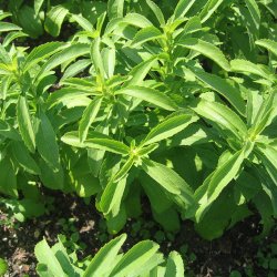 Stevia <br><i>Stevia rebaudiana</i><br><br>