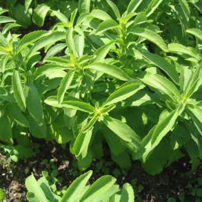 Stevia <br><i>Stevia rebaudiana</i><br><br>