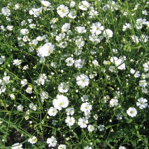 Brudeslr <br>'Alba' <br><i>Gypsophila elegans </i>