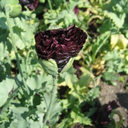 Valmue <br>'Black Paeony'<br><i>Papaver somniferum</i>