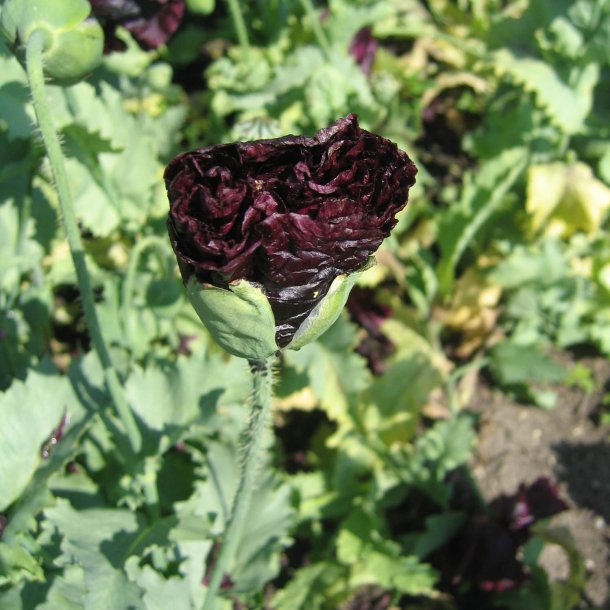 Valmue <br>'Black Paeony'<br><i>Papaver somniferum</i>