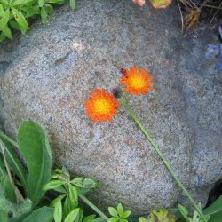 Hgeurt, Pomerans- <br><i>Hieracium aurantiacum/Pilosella a.</i>