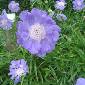 Skabiose, <br>Kaukasisk<br><i>Scabiosa caucasica</i>