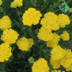 Rllike, <br>Pragt- <br><i>Achillea filipendulina </i>