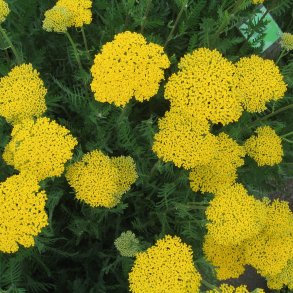 Rllike, <br>Pragt- <br><i>Achillea filipendulina </i>