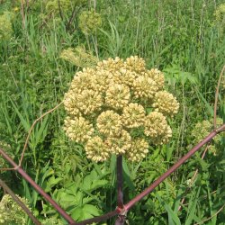 Kvan <br><i>Angelica archangelica</i><br><br>