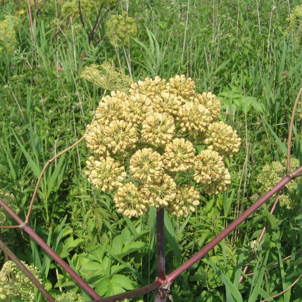 Kvan <br><i>Angelica archangelica</i><br><br>