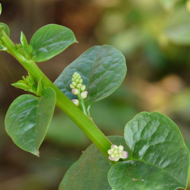 Malabarspinat <br>'Alba' <br><i>Basella alba</i>