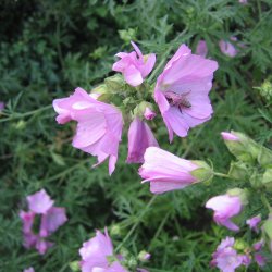 Katost, Moskus-, <br>'Pink Perfection' <br><i>Malva moschata</i>