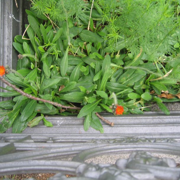 Hgeurt, Pomerans- <br><i>Hieracium aurantiacum/Pilosella a.</i>