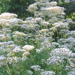 Lgebaldrian <br><i>Valeriana officinalis</i><br><br>