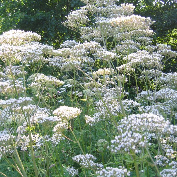 Lgebaldrian <br><i>Valeriana officinalis</i><br><br>