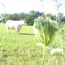Gulerod, vild <br><i>Daucus carota ssp. carota</i><br><br>