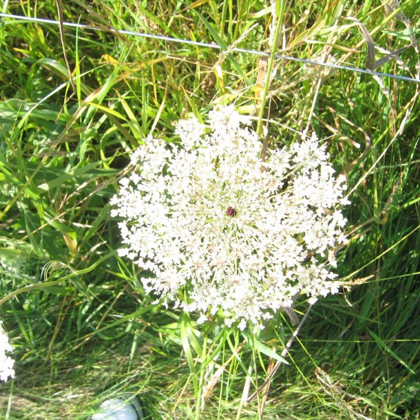 Gulerod, vild <br><i>Daucus carota ssp. carota</i><br><br>