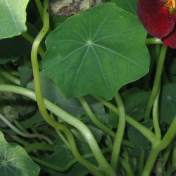 Tallerkensmkker <br>'Salmon Baby'<br><i>Tropaeolum majus</i>