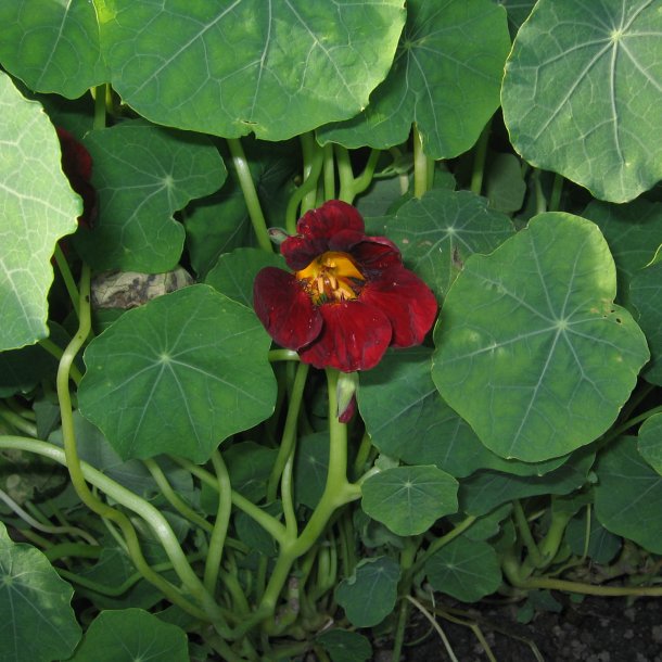 Tallerkensm�kker <br>'Black Velvet'<br><i>Tropaeolum majus</i>