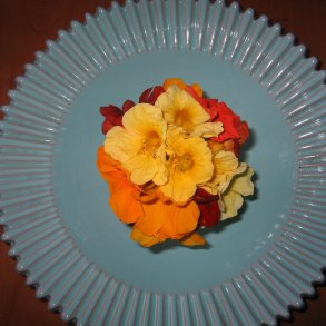 Tallerkensmkker <br>'Mix'<br><i>Tropaeolum majus </i>