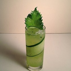 Perilla, Shiso <br>'Green' <br><i>Perilla frutescens</i>