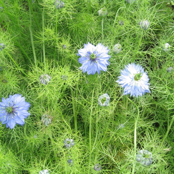 Nigella, <br>Jomfru i det grnne <br>'Miss Jekyll Sky Blue'<br><i>Nigella damascena</i>