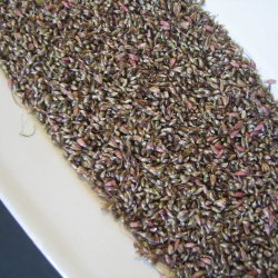 L�g, Vild<br><i>Allium oleraceum</i>  