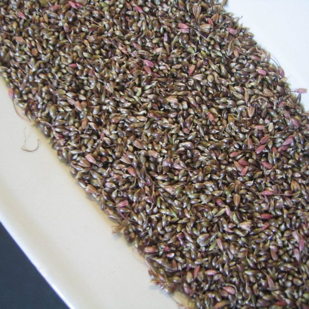 L�g, Vild<br><i>Allium oleraceum</i>  