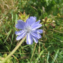 Cikorie <br>'Spadona' <br><i>Cichorium intybus</i>