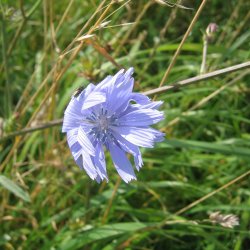 Cikorie <br>'Spadona' <br><i>Cichorium intybus</i>