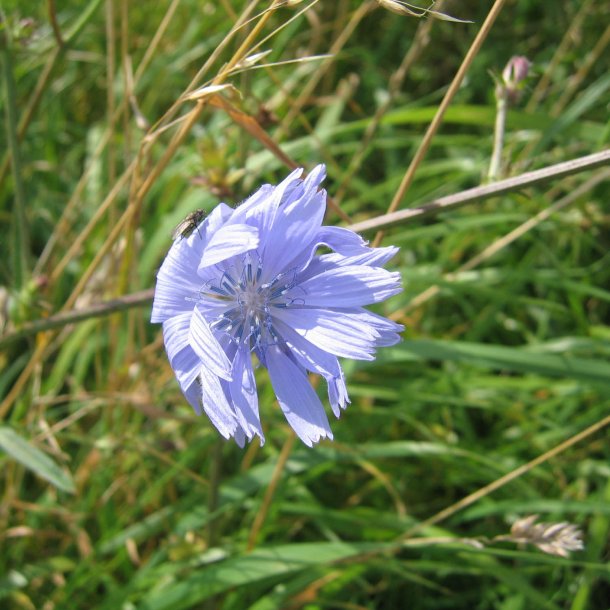 Cikorie <br>'Spadona' <br><i>Cichorium intybus</i>