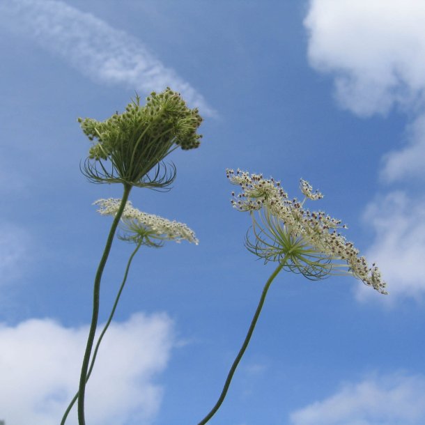 Gulerod, vild <br><i>Daucus carota ssp. carota</i><br><br>
