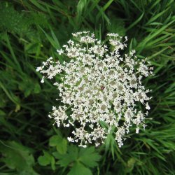 Gulerod, vild <br><i>Daucus carota ssp. carota</i><br><br>