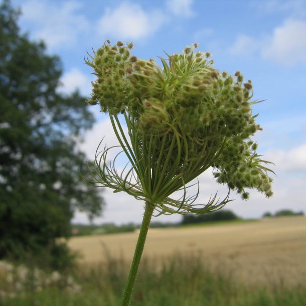 Gulerod, vild <br><i>Daucus carota ssp. carota</i><br><br>