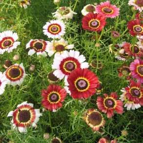 Okseje, flerfarvet <br>'Rainbow Mix' <br><i>Chrysanthemum carinatum</i>